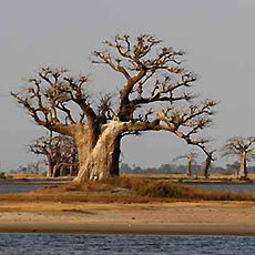 senegal01